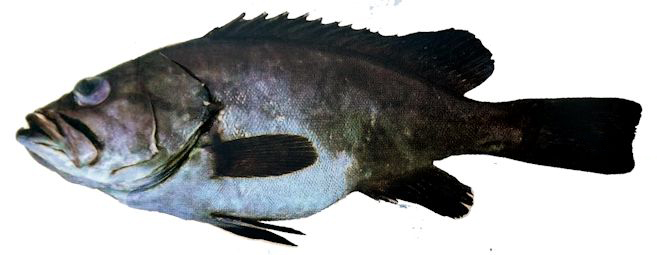 Epinephelus  caninus_02